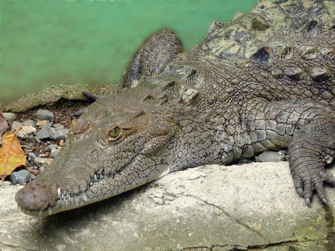 Foto af alligator
