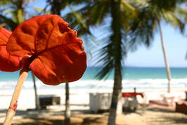 Blomst på caribisk strand
